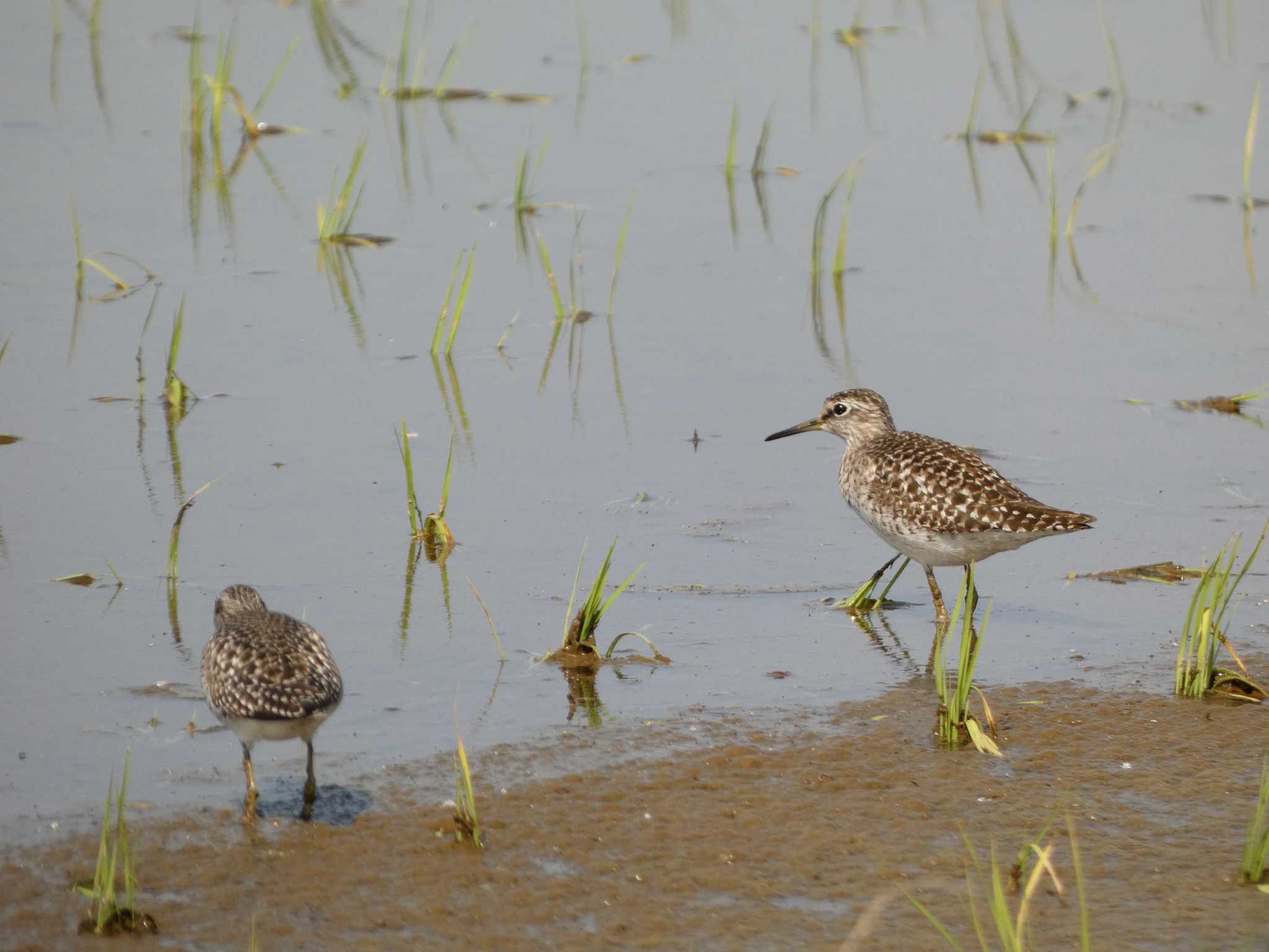 Photo of Wood Sandpiper at 浮島ヶ原自然公園 by koshi