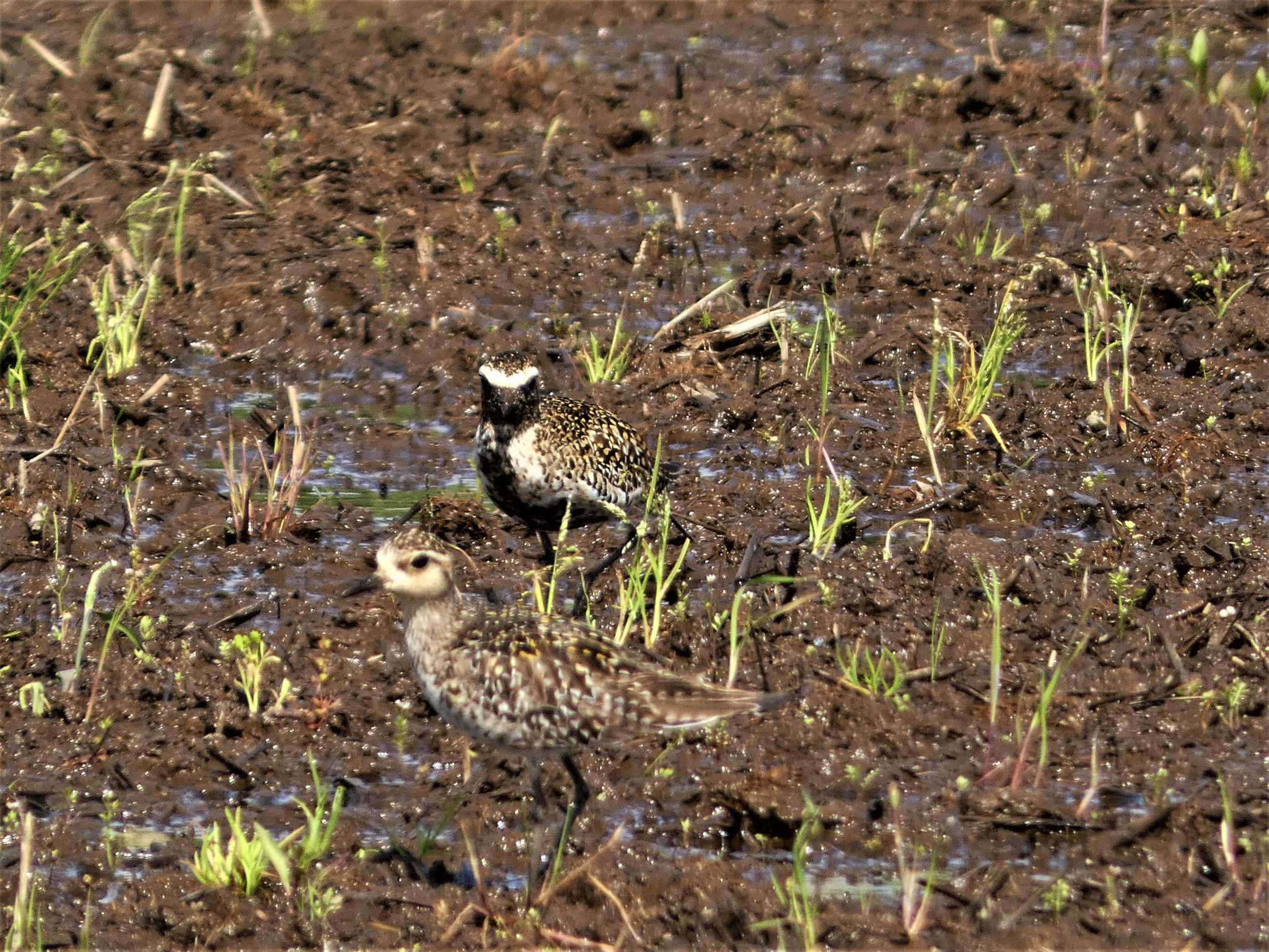 Pacific Golden Plover