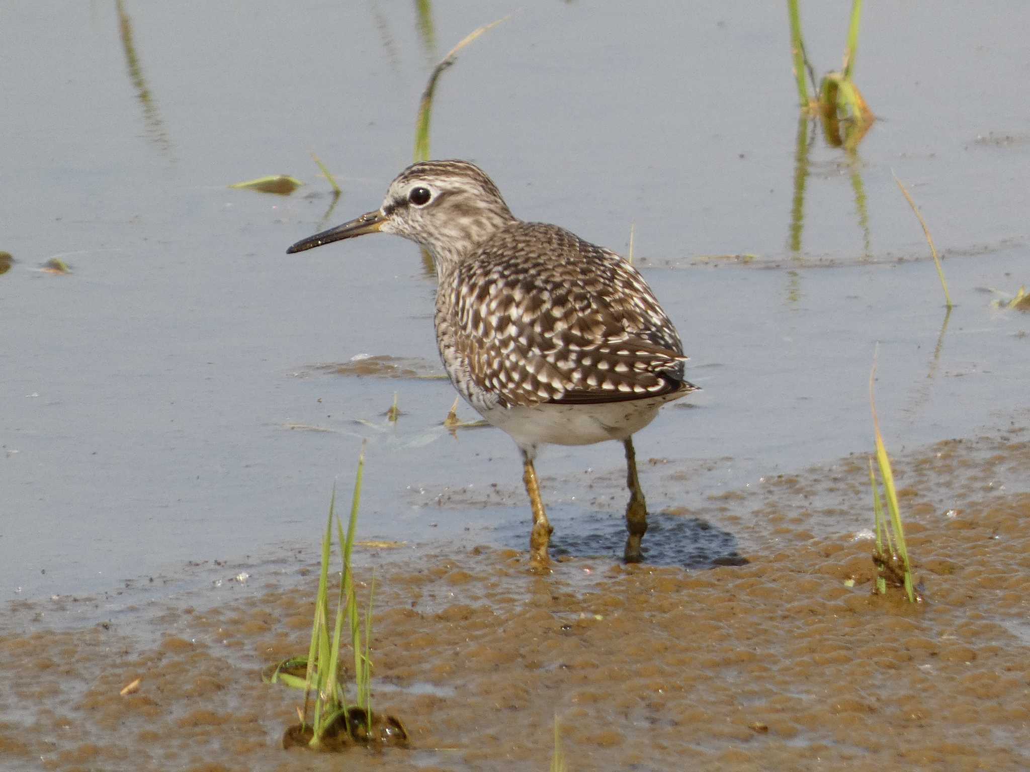 Wood Sandpiper