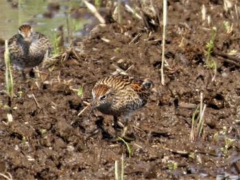 Fri, 4/28/2023 Birding report at 浮島ヶ原自然公園