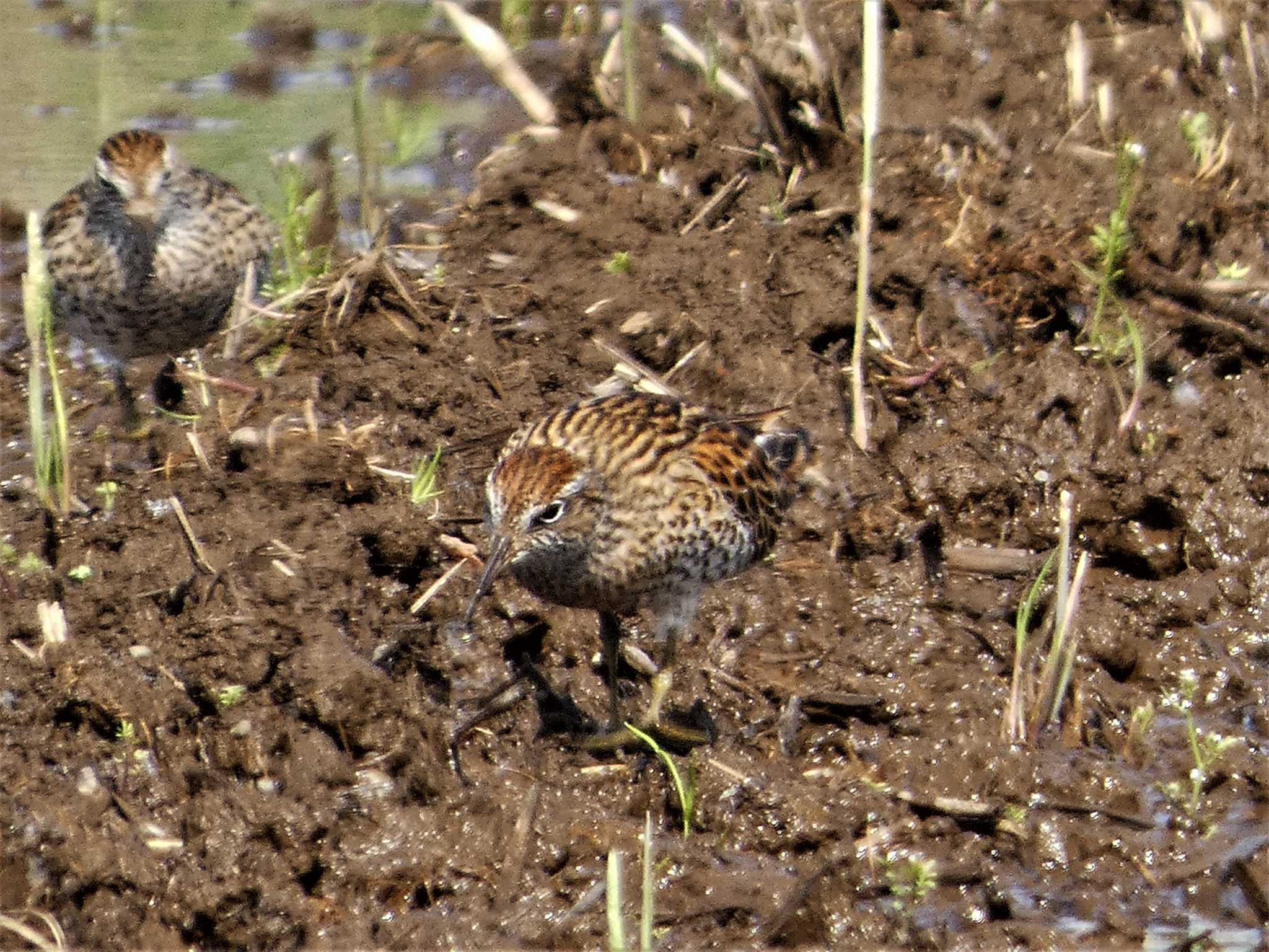 Sharp-tailed Sandpiper