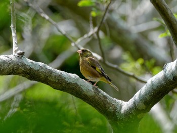 Grey-capped Greenfinch 横浜市立金沢自然公園 Wed, 5/3/2023