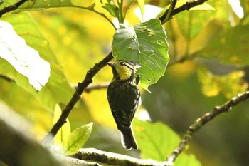 Yellow-cheeked Tit Doi Inthanon National Park Fri, 6/8/2018