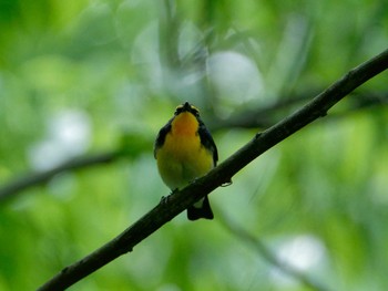 Narcissus Flycatcher 横浜市立金沢自然公園 Wed, 5/3/2023