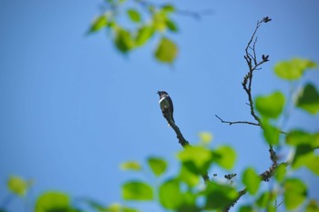 オオルリ 早戸川林道 2023年5月2日(火)