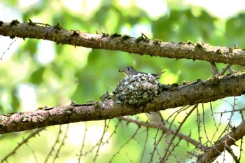 Asian Brown Flycatcher Unknown Spots Sun, 4/30/2023