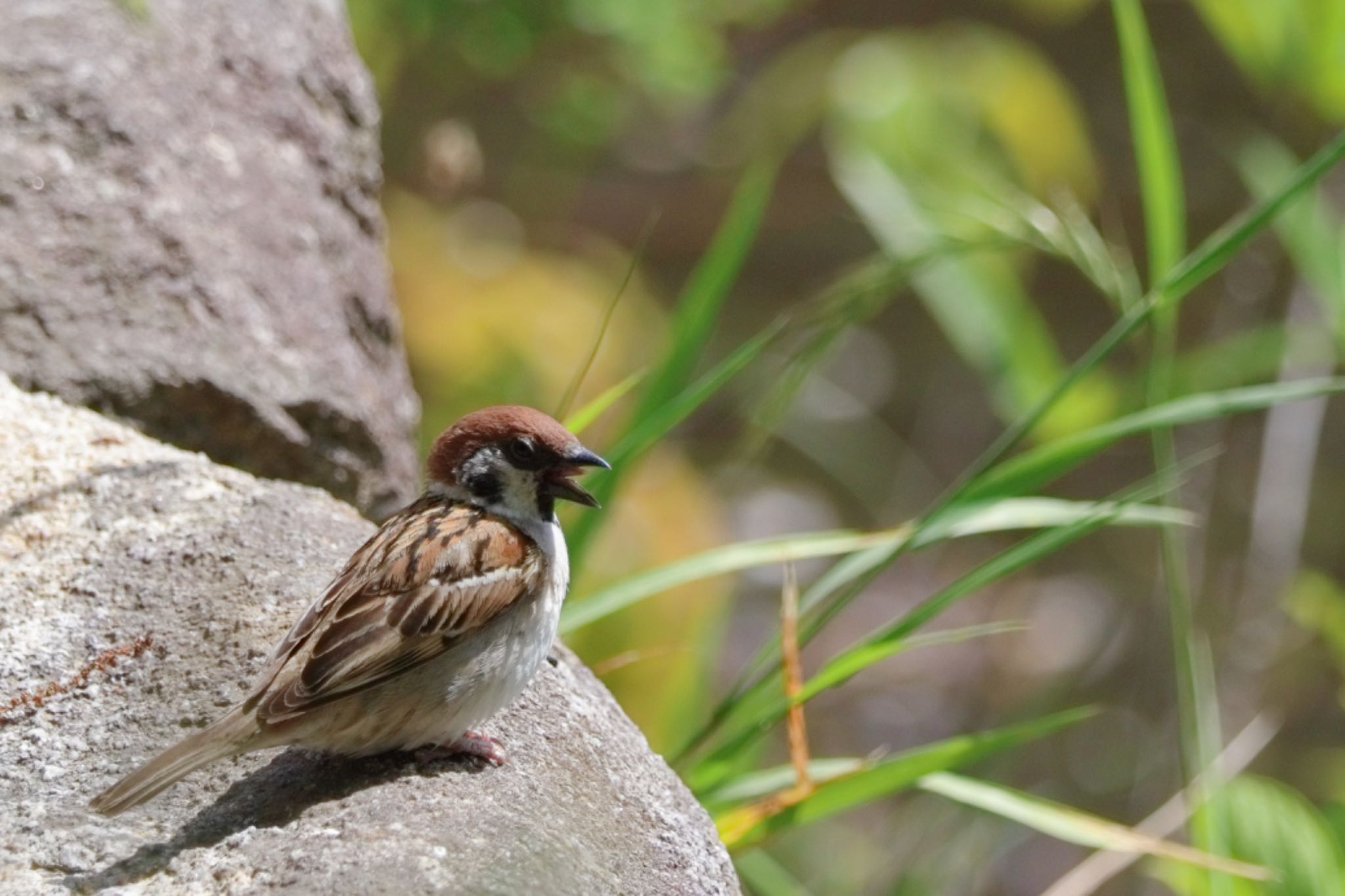 Photo of Eurasian Tree Sparrow at 舞鶴公園 by もんきち