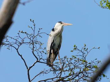 2023年5月3日(水) 篠路五ノ戸の森緑地の野鳥観察記録