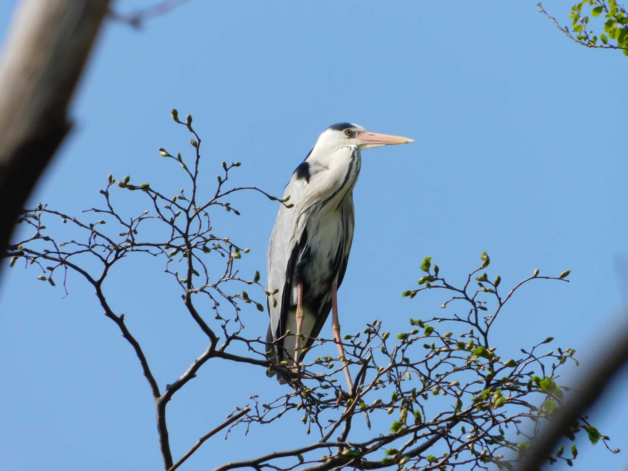 Photo of Grey Heron at 篠路五ノ戸の森緑地 by 川deカモ