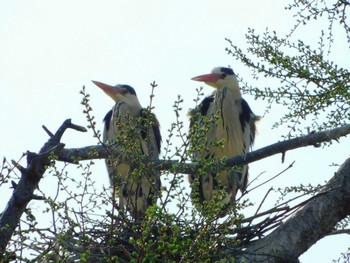 Grey Heron 篠路五ノ戸の森緑地 Wed, 5/3/2023