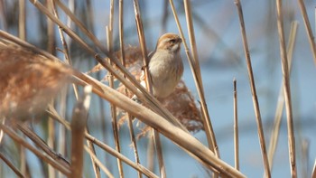 オオジュリン 葛西臨海公園 2023年3月16日(木)