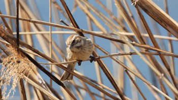 オオジュリン 葛西臨海公園 2023年3月16日(木)