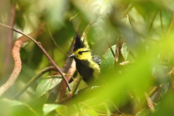 Yellow-cheeked Tit Doi Inthanon National Park Fri, 6/8/2018