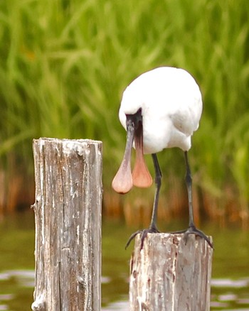 クロツラヘラサギ 葛西臨海公園 2023年5月3日(水)