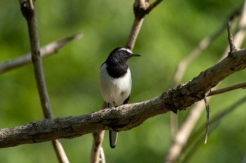 Japanese Wagtail 逆川緑地 Wed, 5/3/2023