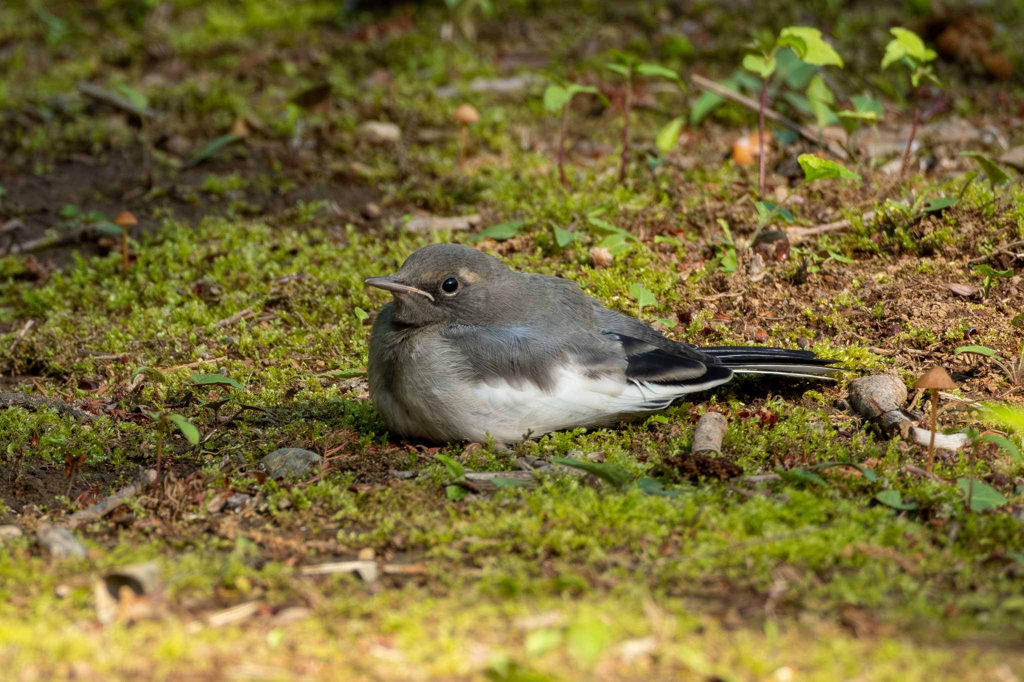 Japanese Wagtail