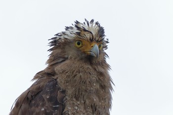 Crested Serpent Eagle Ishigaki Island Sun, 6/3/2018