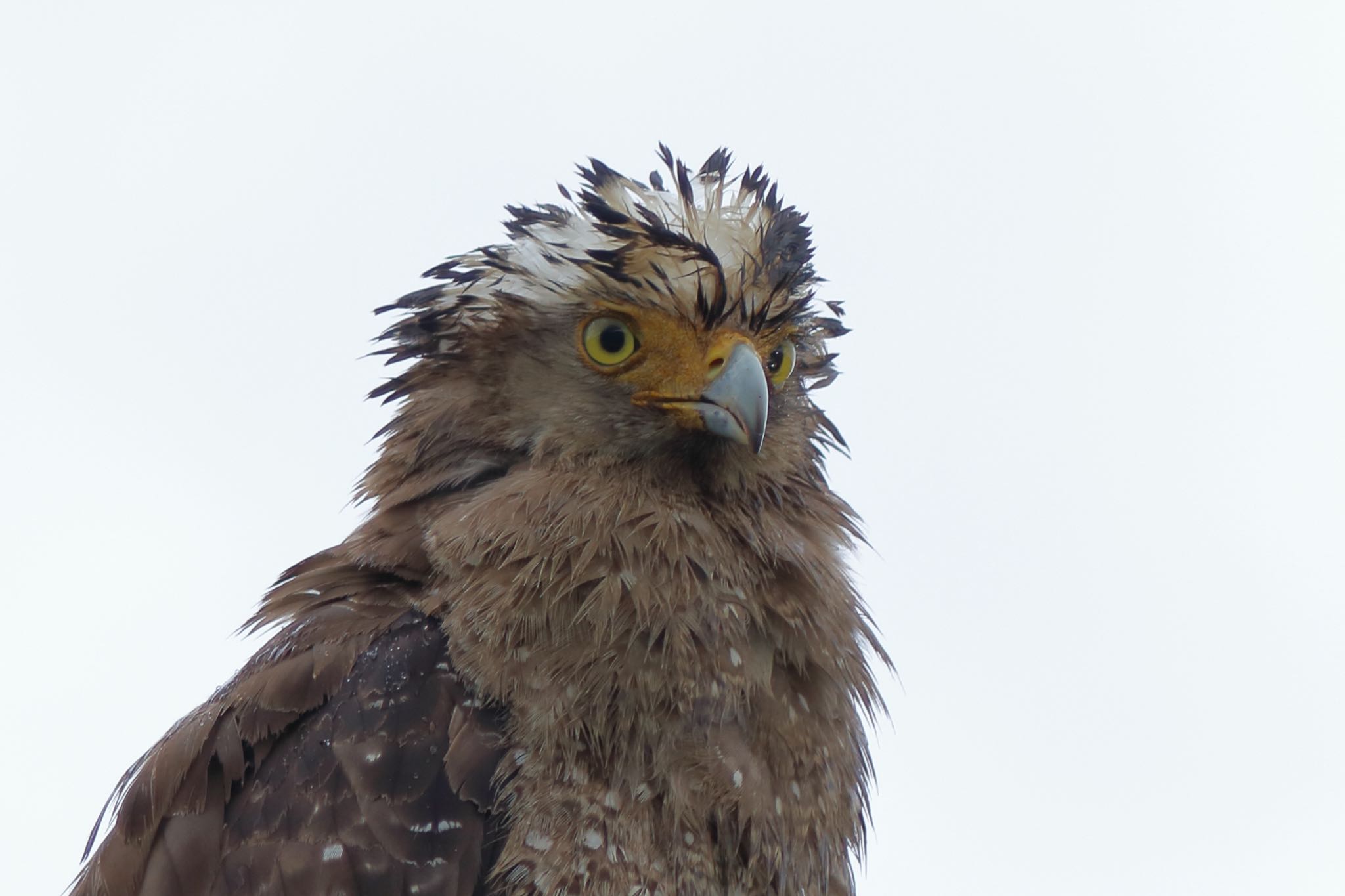 Photo of Crested Serpent Eagle at Ishigaki Island by Zakky