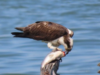 Osprey 岡山市東区 Tue, 5/2/2023