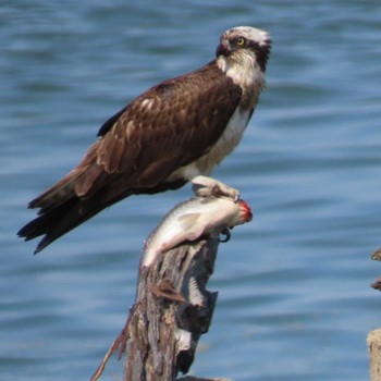 Osprey 岡山市東区 Tue, 5/2/2023