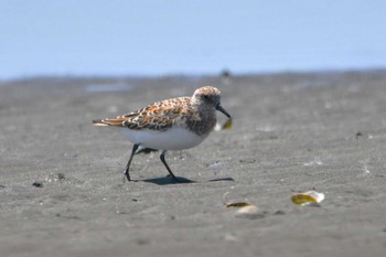 ミユビシギ ふなばし三番瀬海浜公園 2023年5月2日(火)