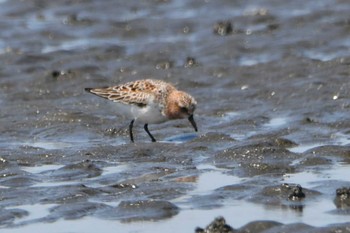 トウネン ふなばし三番瀬海浜公園 2023年5月2日(火)