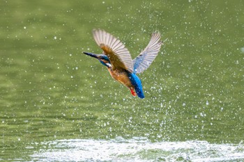 2023年5月1日(月) 薬師池公園の野鳥観察記録