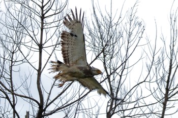 Crested Serpent Eagle Ishigaki Island Sun, 6/3/2018