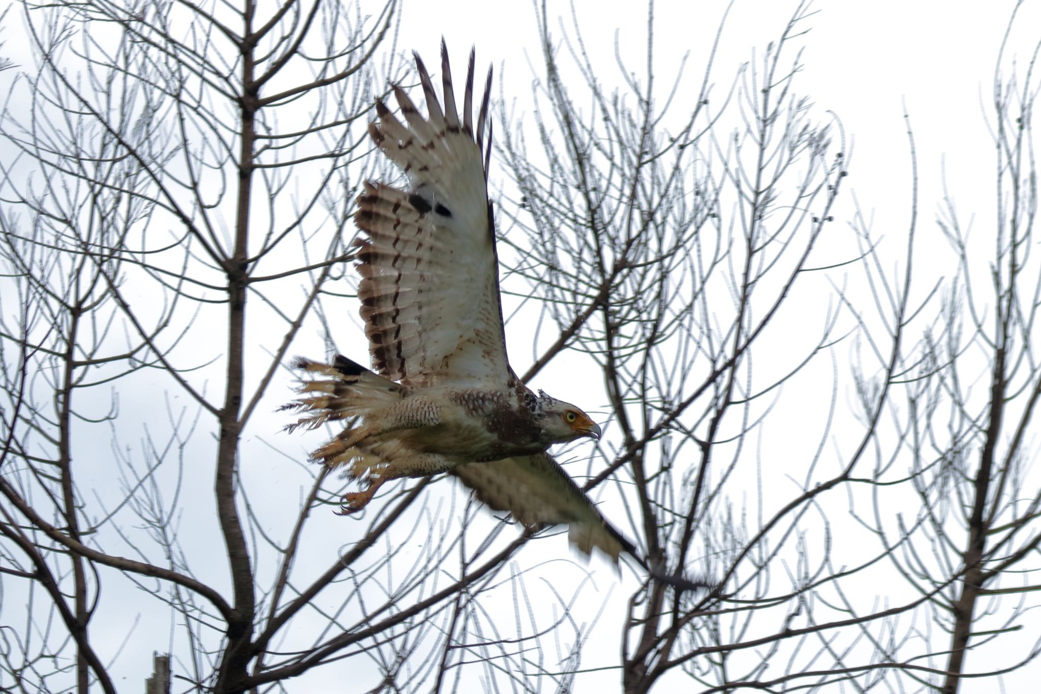 Photo of Crested Serpent Eagle at Ishigaki Island by Zakky