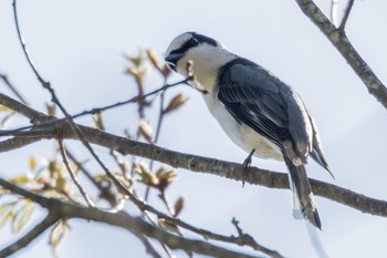 Ashy Minivet ひるがの高原(蛭ヶ野高原) Wed, 5/3/2023