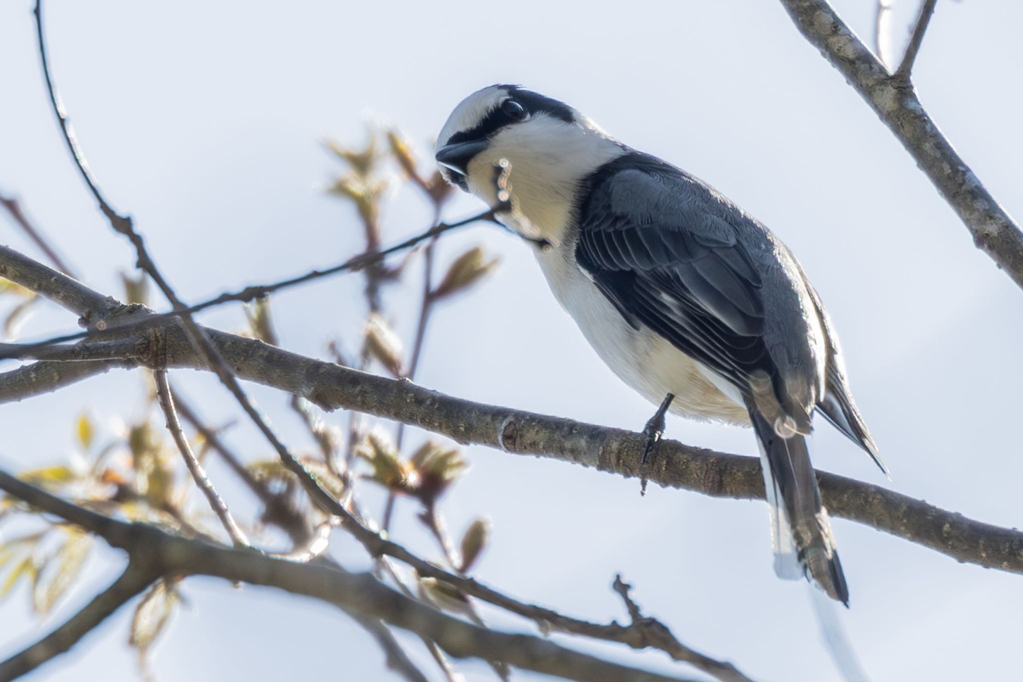 Ashy Minivet