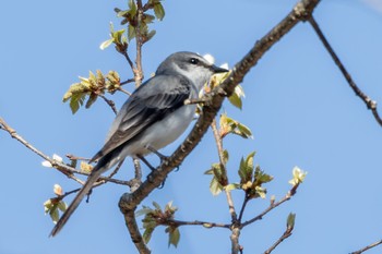 Ashy Minivet ひるがの高原(蛭ヶ野高原) Wed, 5/3/2023