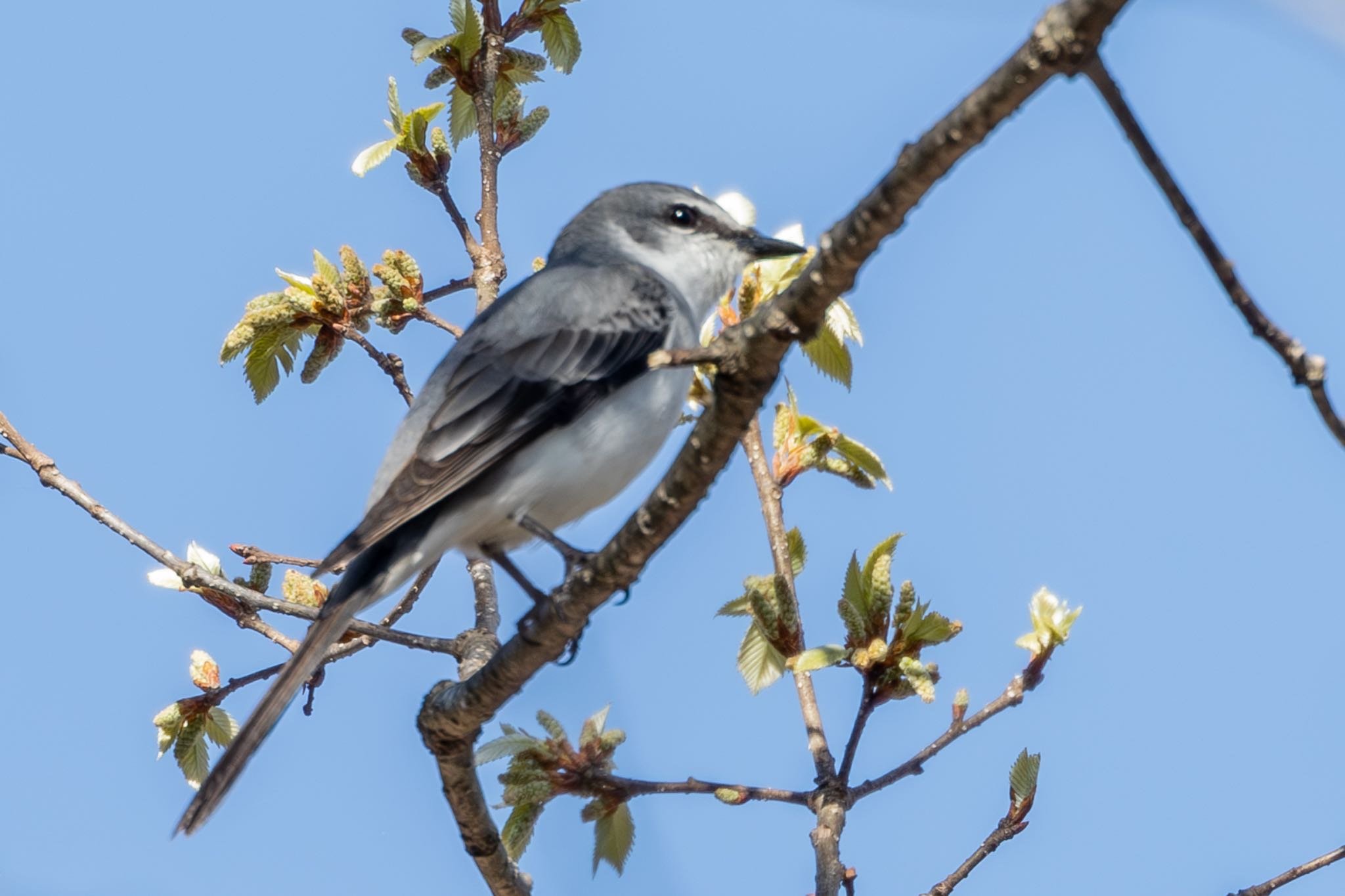 Ashy Minivet