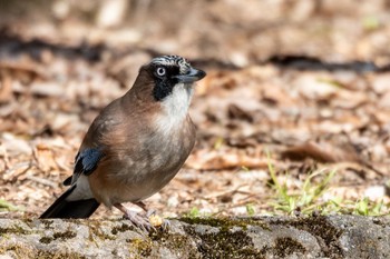 Eurasian Jay ひるがの高原(蛭ヶ野高原) Wed, 5/3/2023