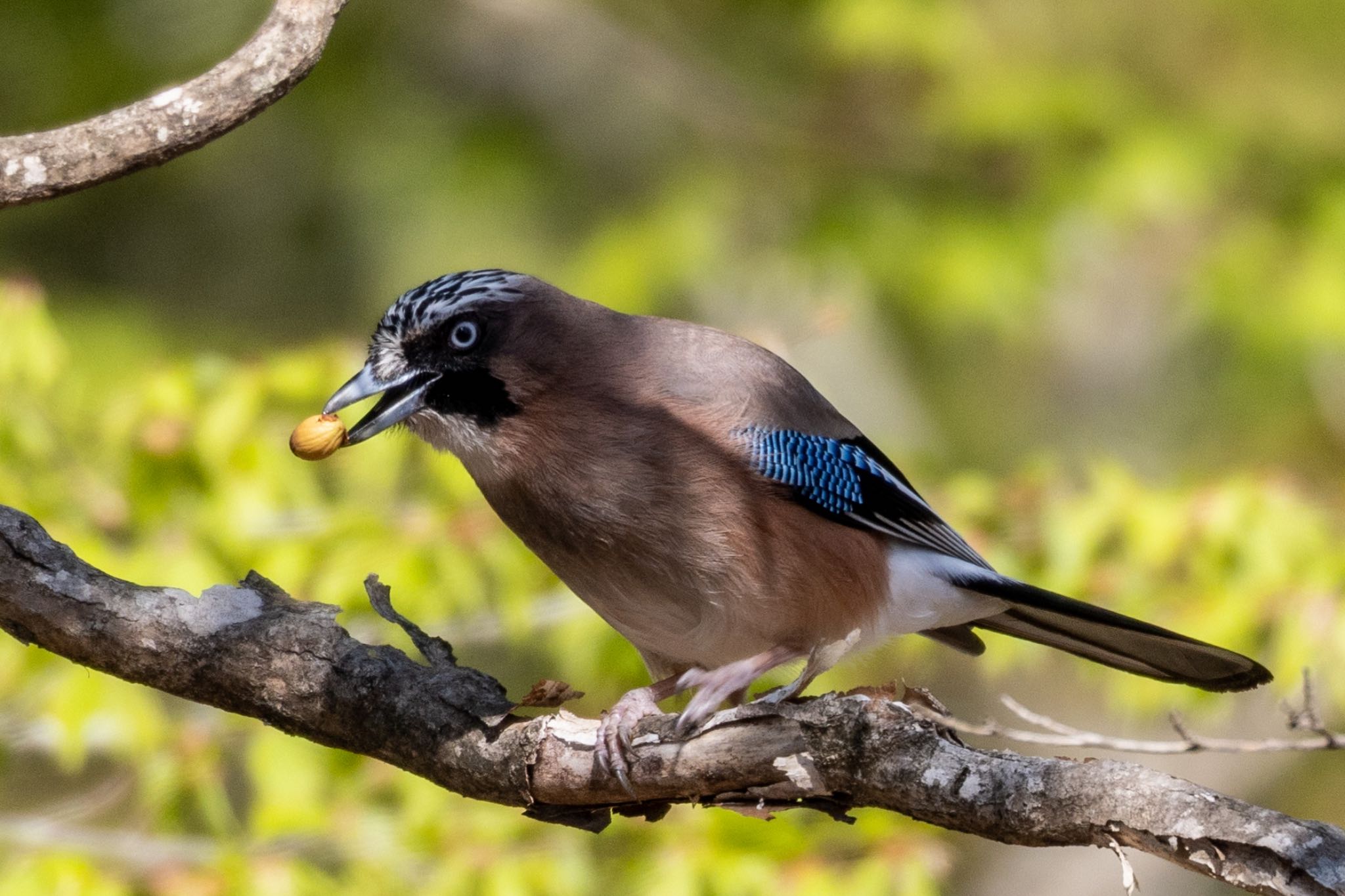 Photo of Eurasian Jay at ひるがの高原(蛭ヶ野高原) by 青ちゃん