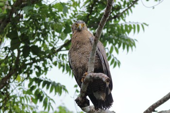 Crested Serpent Eagle Ishigaki Island Sun, 6/3/2018