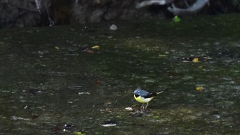 キセキレイ 静岡県立森林公園 2023年5月3日(水)