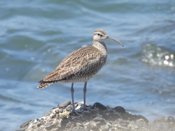 Eurasian Whimbrel 習志野親水護岸 Tue, 5/2/2023