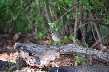 Siberian Rubythroat Unknown Spots Wed, 5/3/2023