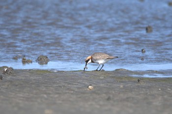 メダイチドリ ふなばし三番瀬海浜公園 2023年5月2日(火)