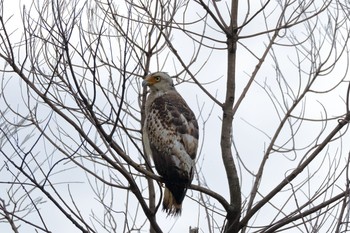 Crested Serpent Eagle Ishigaki Island Sun, 6/3/2018