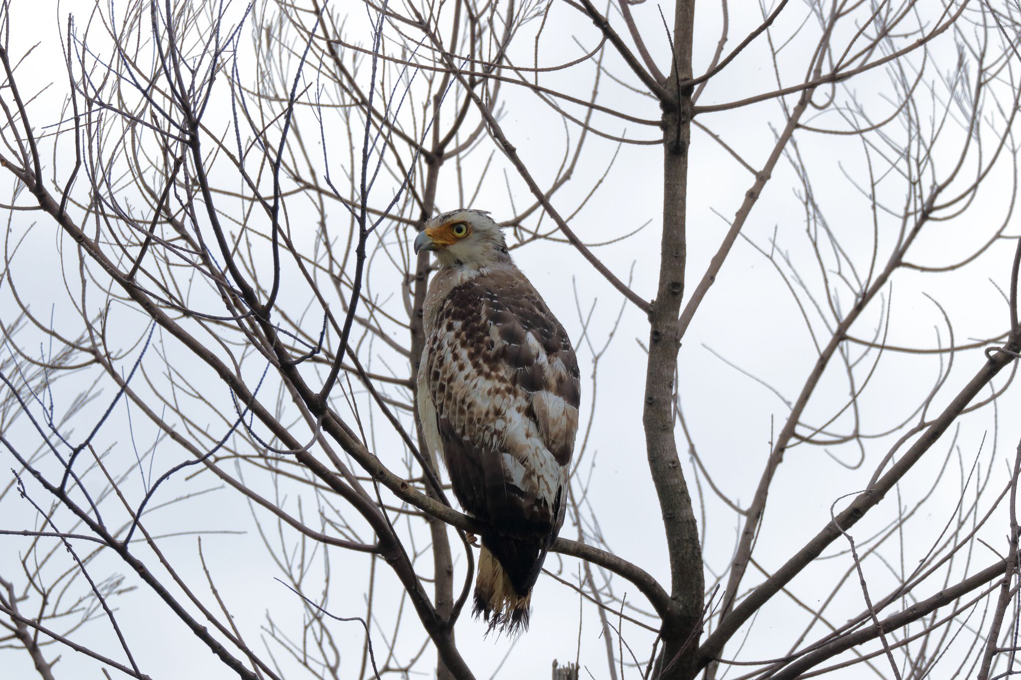 Photo of Crested Serpent Eagle at Ishigaki Island by Zakky