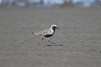 ダイゼン ふなばし三番瀬海浜公園 2023年5月2日(火)