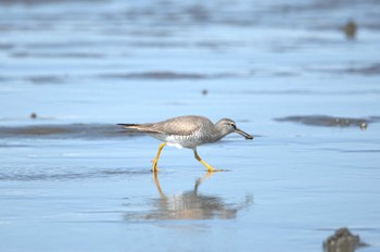 2023年5月2日(火) ふなばし三番瀬海浜公園の野鳥観察記録