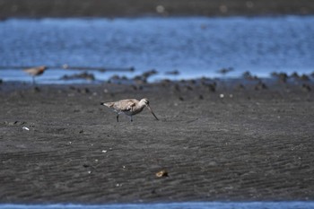 オオソリハシシギ ふなばし三番瀬海浜公園 2023年5月2日(火)