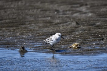 ミユビシギ ふなばし三番瀬海浜公園 2023年5月2日(火)