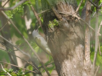 2023年5月3日(水) 福井緑地(札幌市西区)の野鳥観察記録