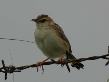 Zitting Cisticola Yoron Island Fri, 6/15/2018