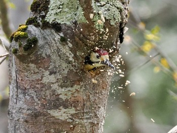 2023年5月3日(水) 宮城沢林道(札幌市西区)の野鳥観察記録