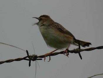 Zitting Cisticola Yoron Island Fri, 6/15/2018